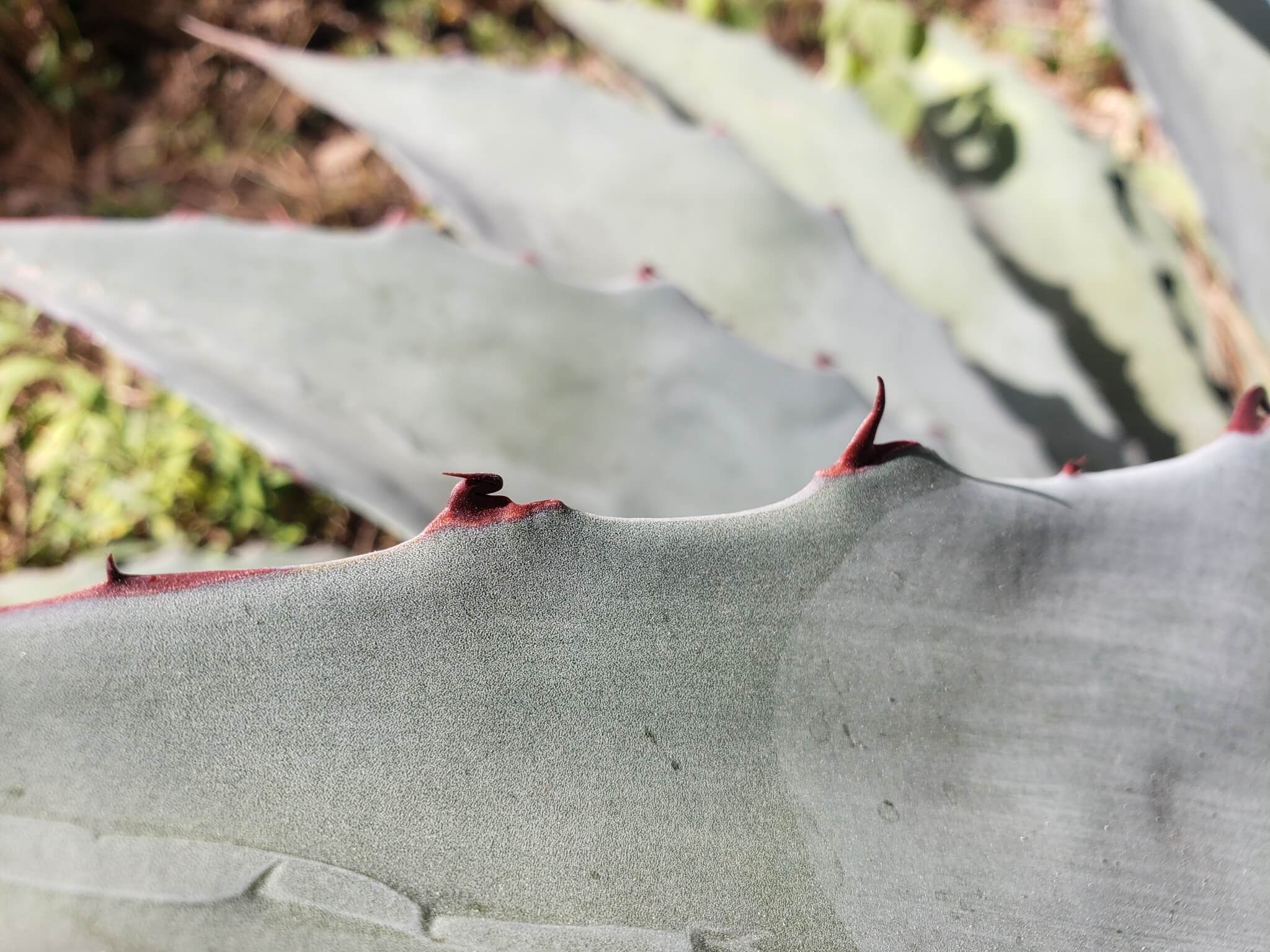 Agave americana